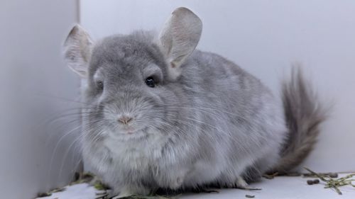 Шиншила хлопчик Фіолет