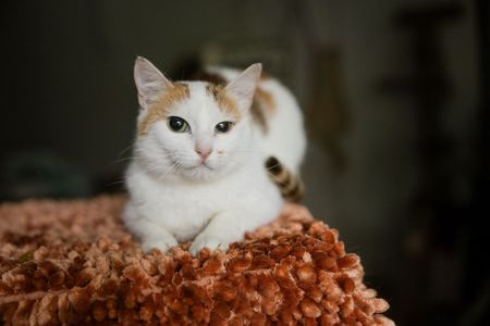Амабель