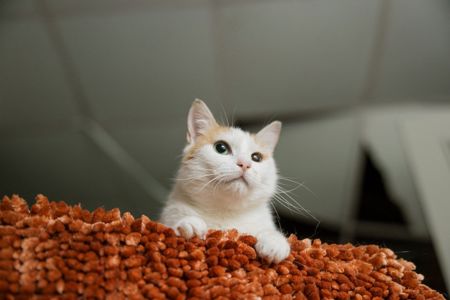 Амабель
