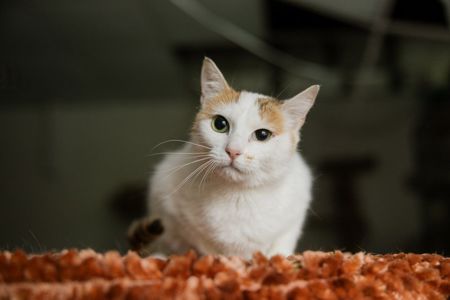 Амабель