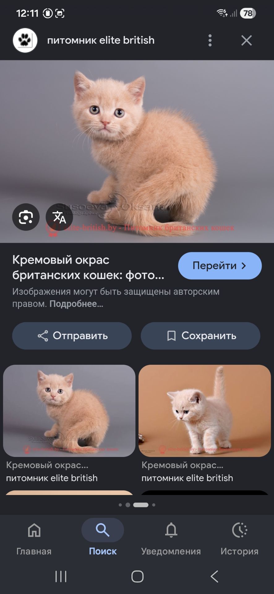 Пухнасте кремове кото-сонечко