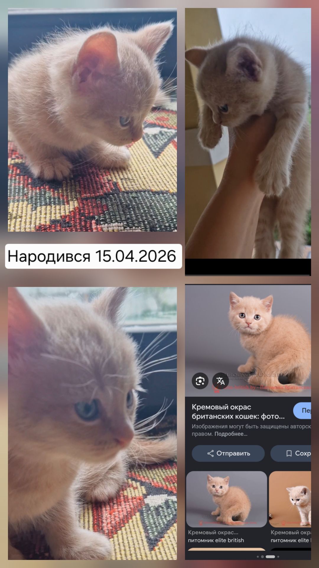 Пухнасте кремове кото-сонечко