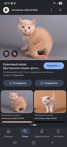 Пухнасте кремове кото-сонечко