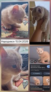 Пухнасте кремове кото-сонечко