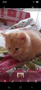 Пухнасте кремове кото-сонечко