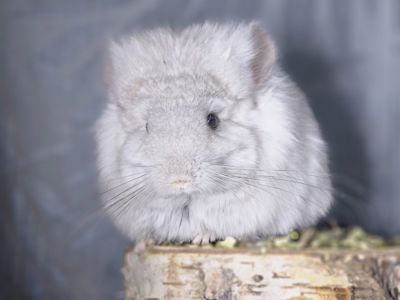 Шиншиллята Королевские Персидские Ангоры