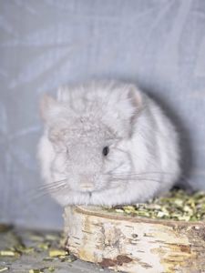 Шиншиллята Королевские Персидские Ангоры