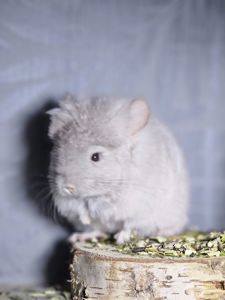 Шиншиллята Королевские Персидские Ангоры