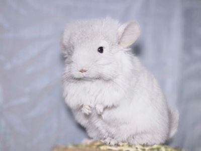 Шиншиллята Королевские Персидские Ангоры