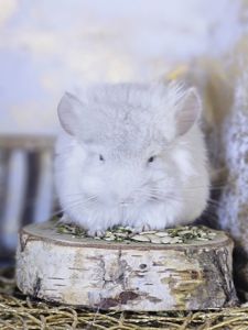 Шиншиллята Королевские Персидские Ангоры