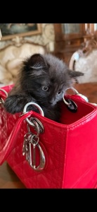 Кошеня Каспер- найкращий котик