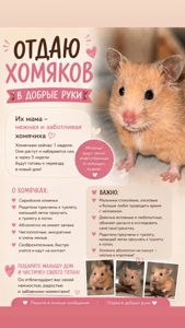Сирийские хомячки