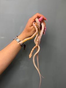Полози маїсові різних морф, ручні змійки
