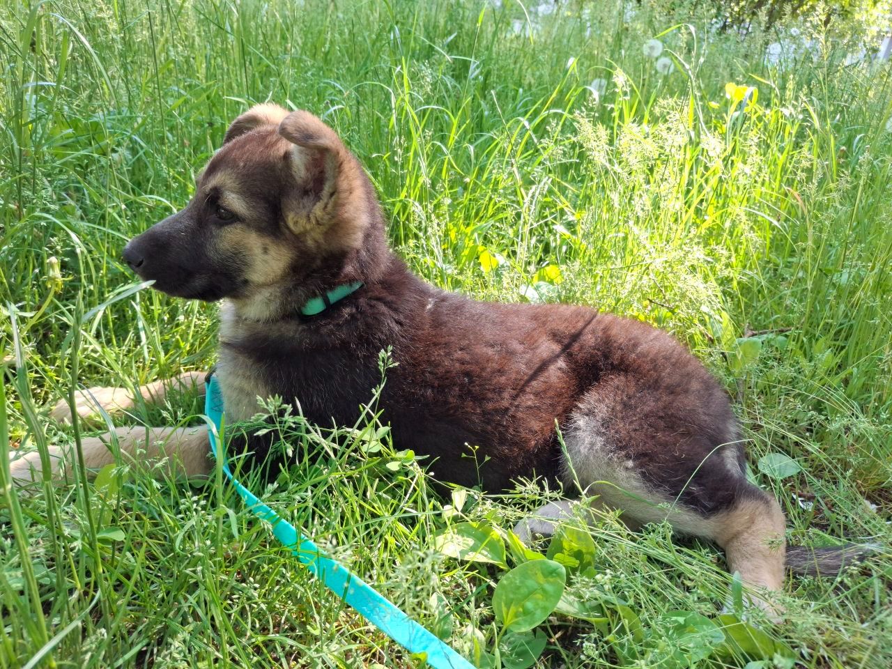 Цуценя Бідося