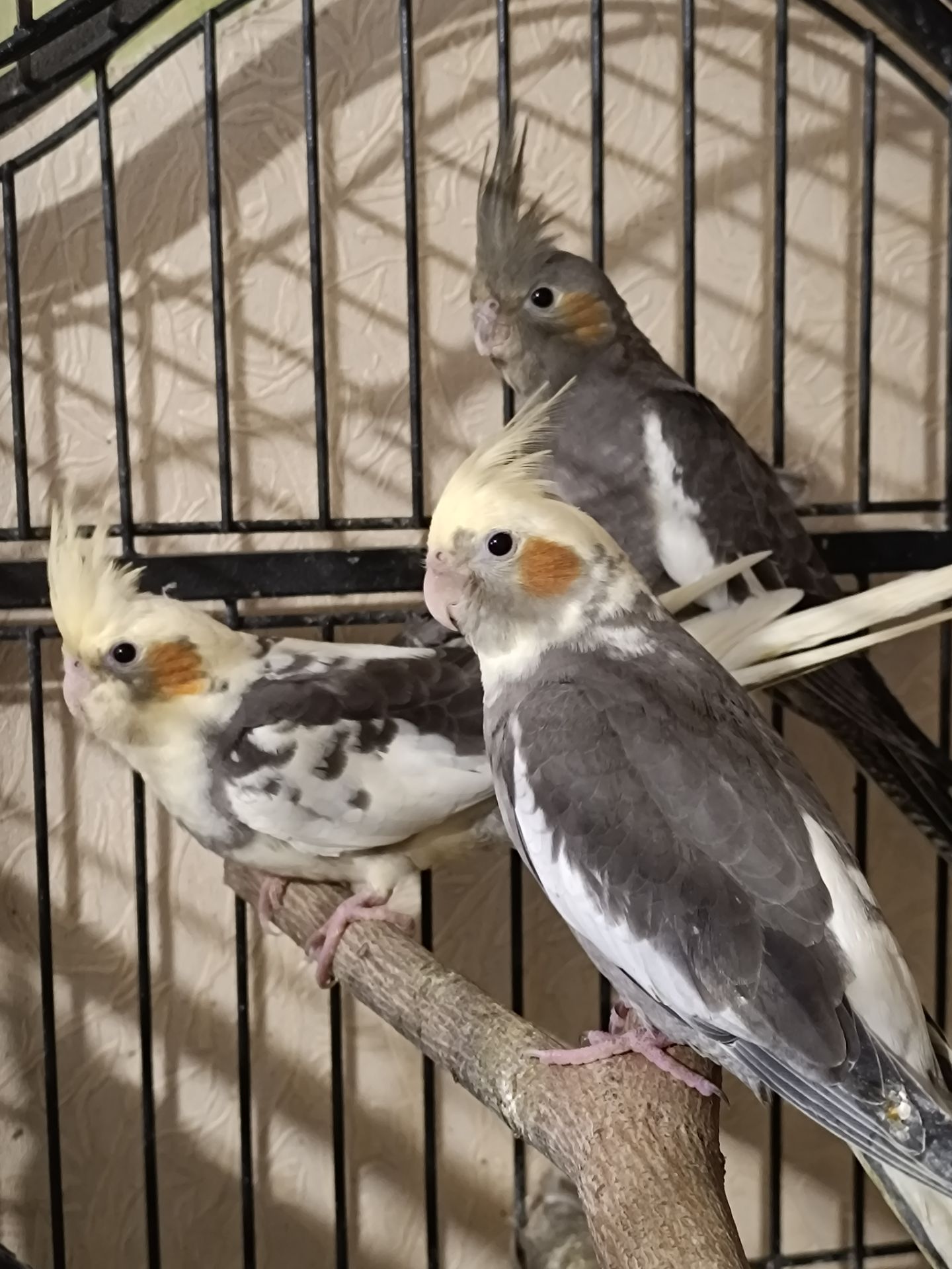 Очаровательные малыши Корелл