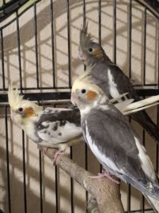 Очаровательные малыши Корелл