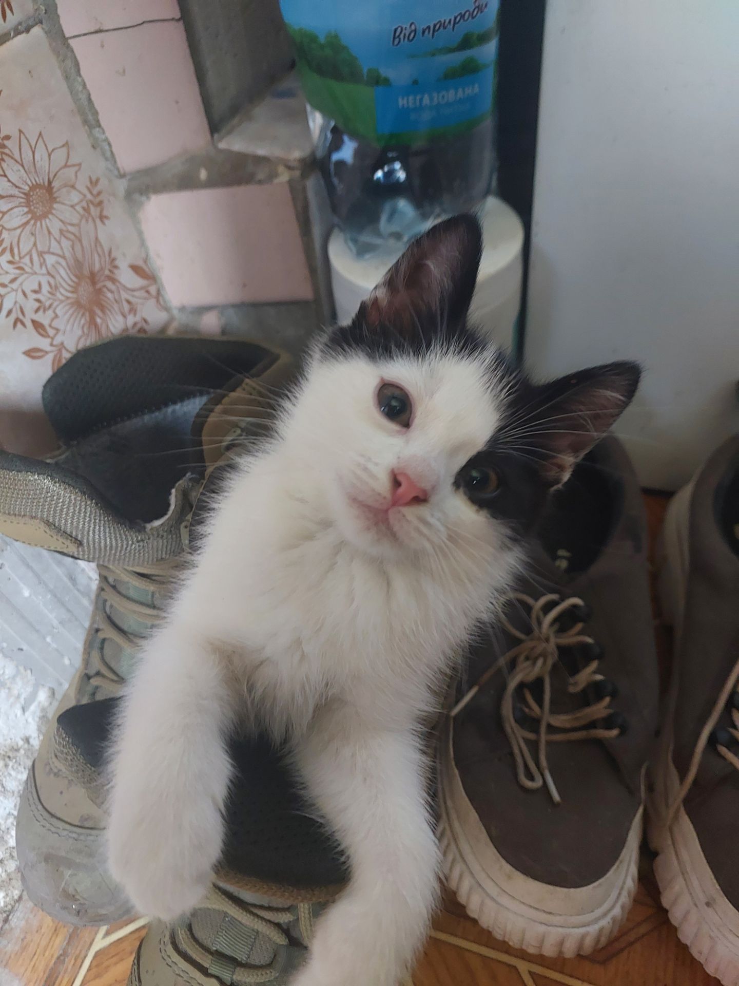 Котята 2 месяца