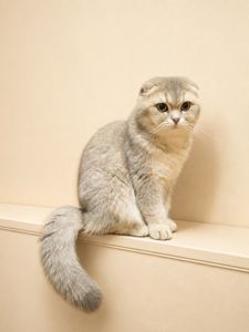 В'язка