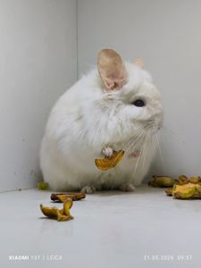 Дорослий хлопчик Ангора