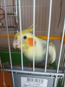 Милая ручная корелла