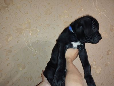 Щенки Кане корсо