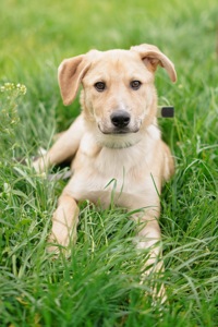 Цуцик Буч хоче стати домашнім!