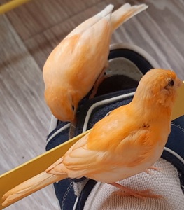Канарка