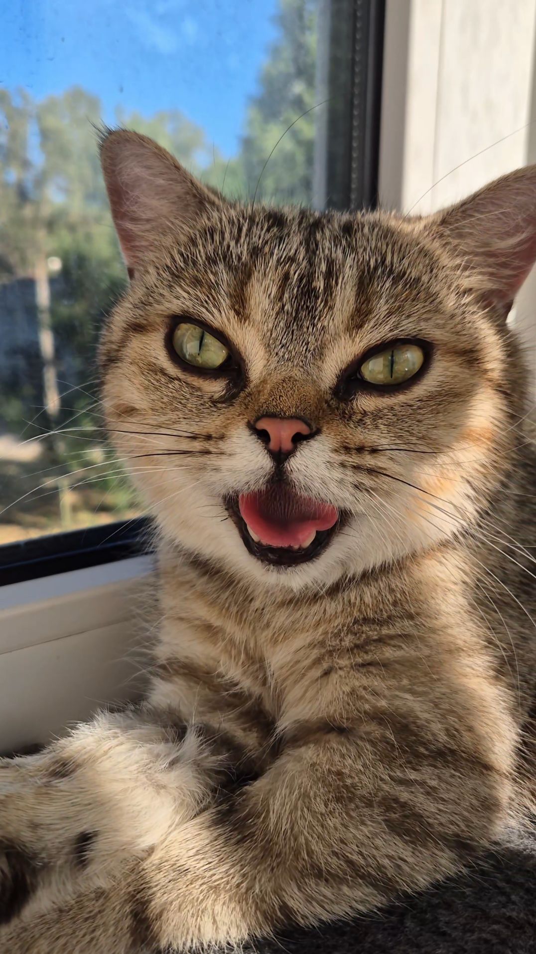 Клубна Британська короткошерстна