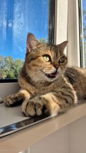 Клубна Британська короткошерстна
