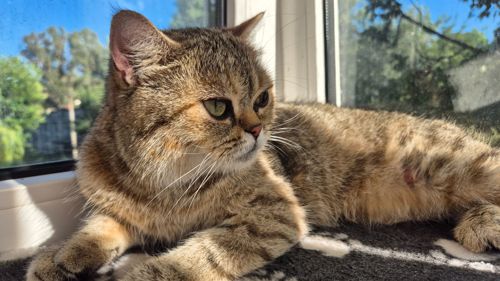 Клубна Британська короткошерстна