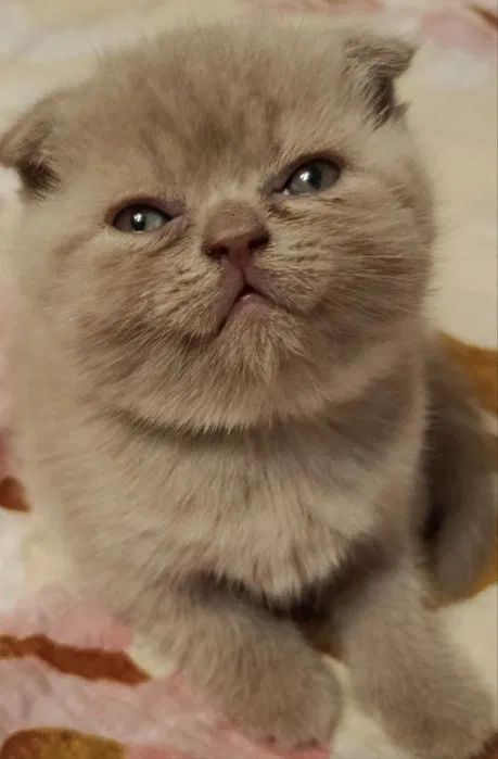 Шотландские котята вислоухие Скоттиш-фолд и прямоухие Скоттиш-страйт