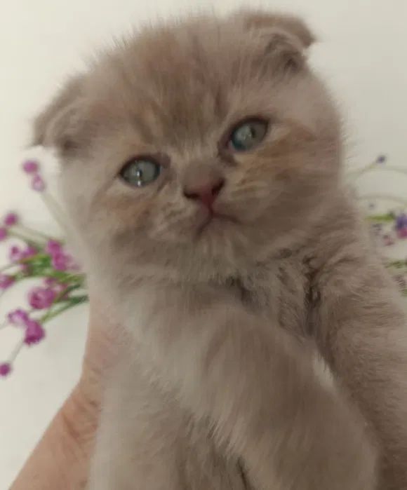 Шотландские котята вислоухие Скоттиш-фолд и прямоухие Скоттиш-страйт