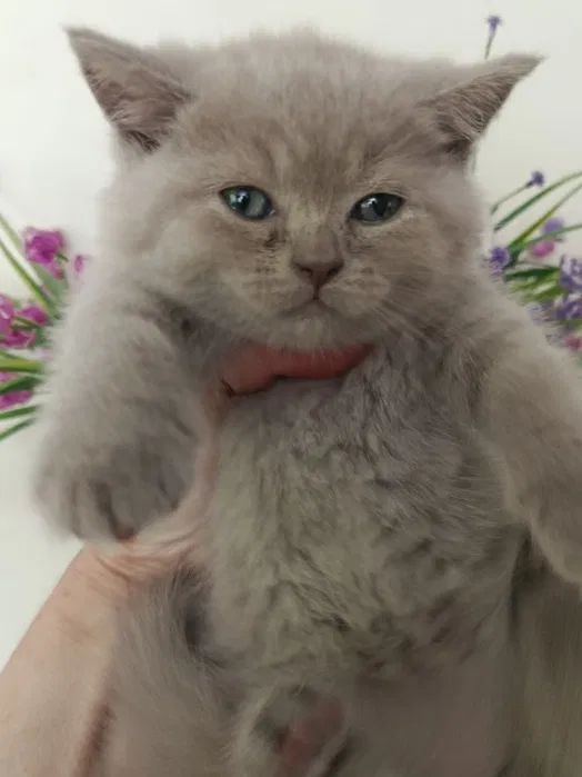 Шотландские котята вислоухие Скоттиш-фолд и прямоухие Скоттиш-страйт