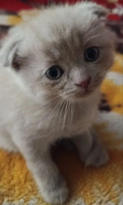 Шотландские котята вислоухие Скоттиш-фолд и прямоухие Скоттиш-страйт
