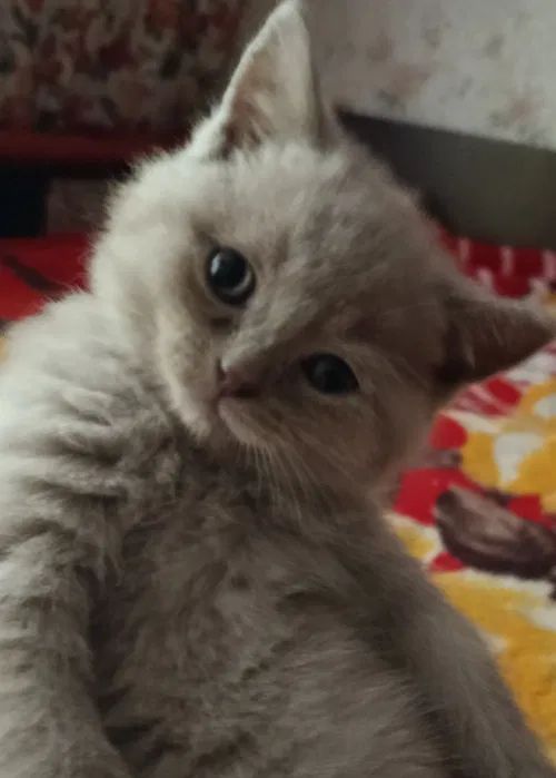 Шотландские котята вислоухие Скоттиш-фолд и прямоухие Скоттиш-страйт