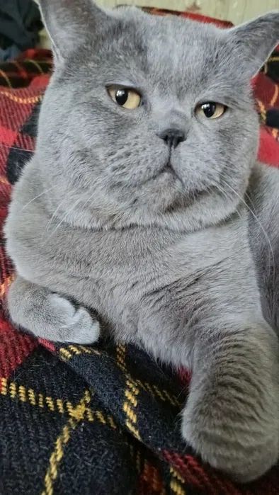 Шотландские котята вислоухие Скоттиш-фолд и прямоухие Скоттиш-страйт