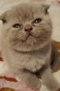 Шотландские котята вислоухие Скоттиш-фолд и прямоухие Скоттиш-страйт