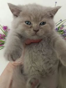 Шотландские котята вислоухие Скоттиш-фолд и прямоухие Скоттиш-страйт