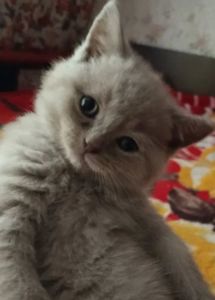 Шотландские котята вислоухие Скоттиш-фолд и прямоухие Скоттиш-страйт