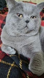 Шотландские котята вислоухие Скоттиш-фолд и прямоухие Скоттиш-страйт