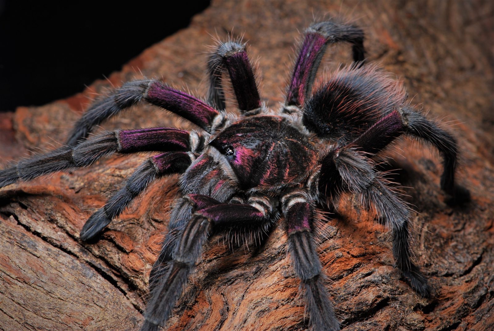 Phormictopus sp. Bayahibe