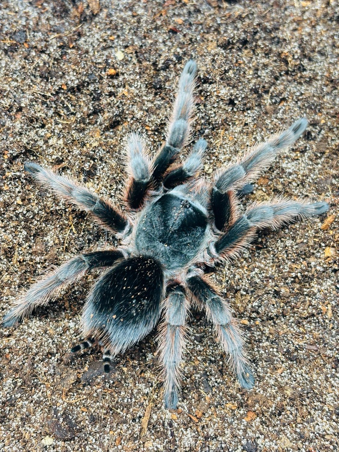 Grammostola anthracina L2-3
