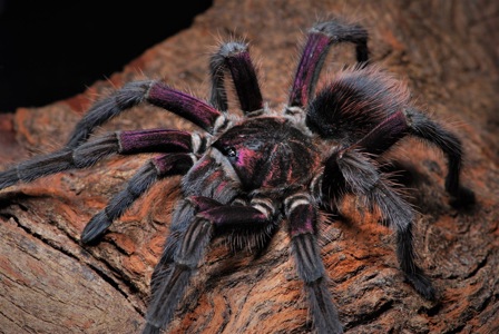Phormictopus sp. Bayahibe