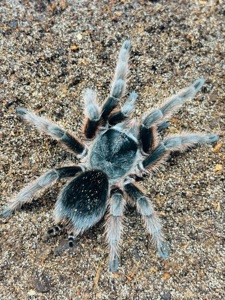 Grammostola anthracina L2-3