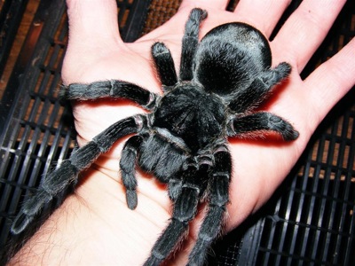 Grammostola pulchra L2-3