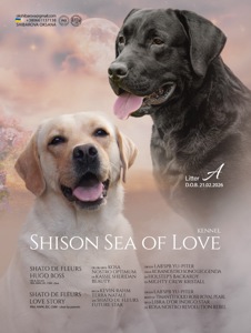 Цуценята лабрадор ретривер