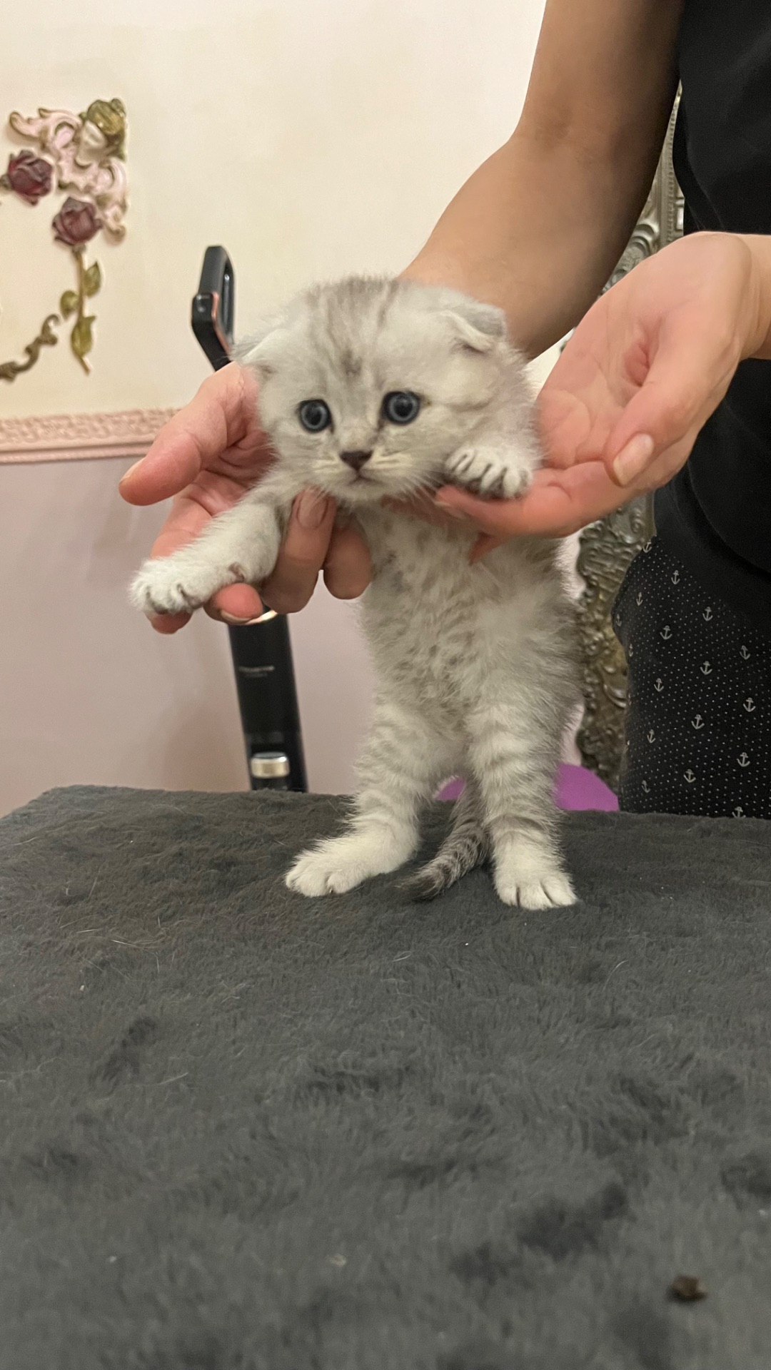 Котик срібна шиншила