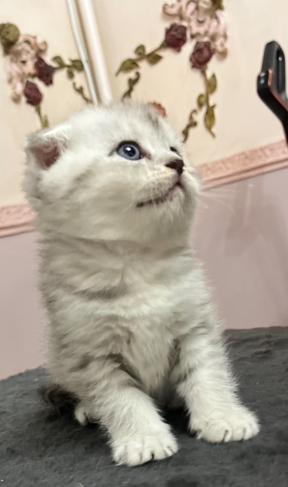 Котик срібна шиншила