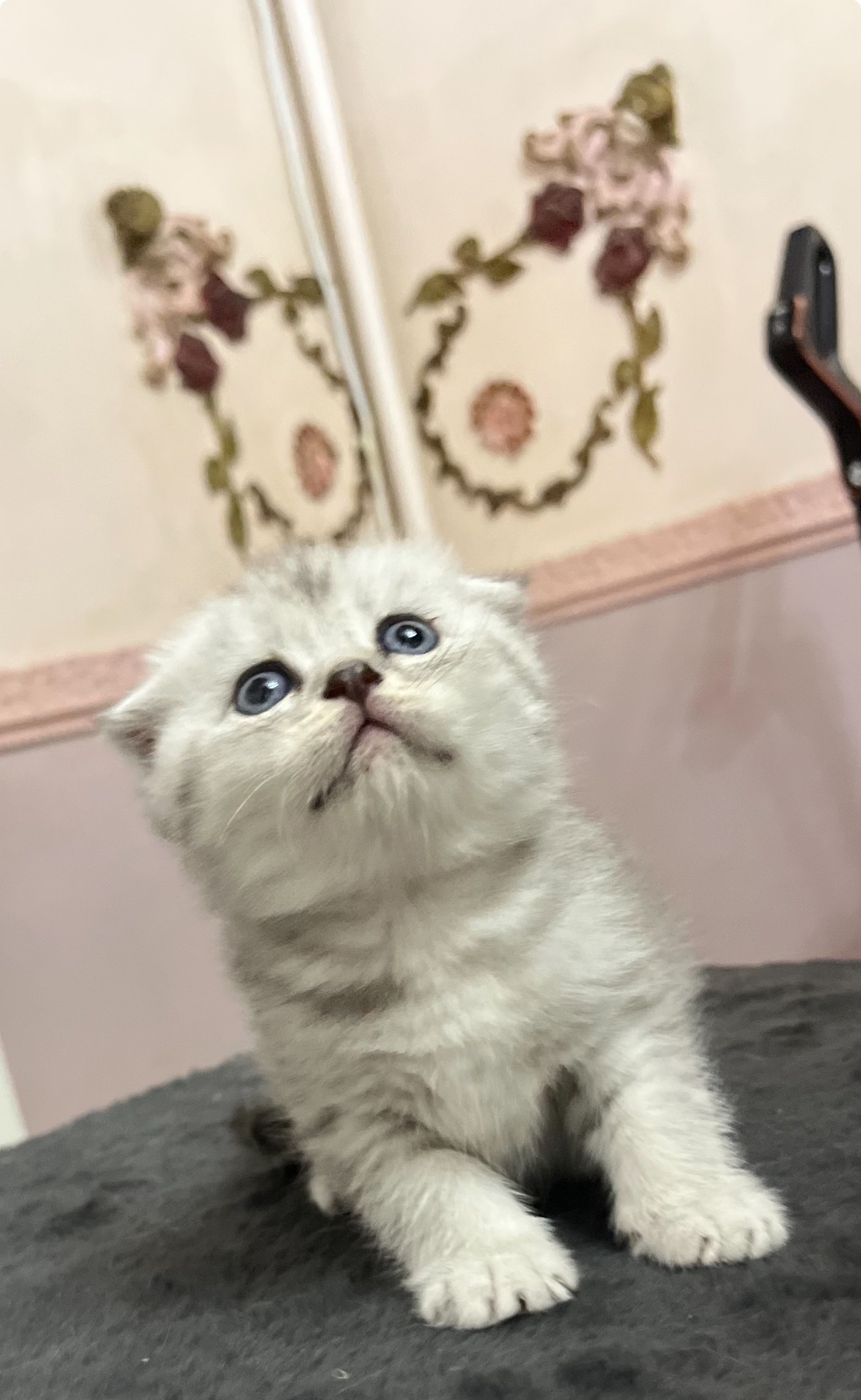 Котик срібна шиншила