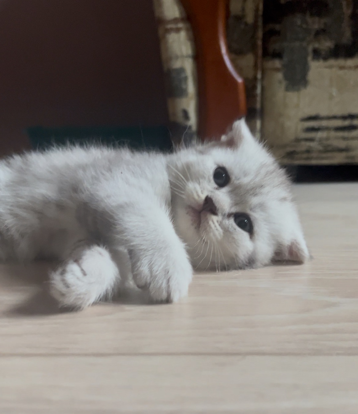 Котик срібна шиншила